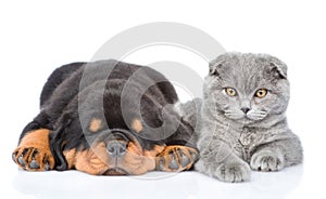 Scottish kitten and sleeping rottweiler puppy lying together. Isolated