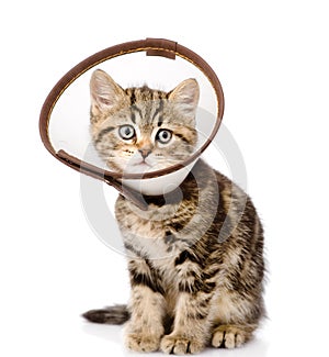 Scottish kitten wearing a funnel collar. isolated on white photo
