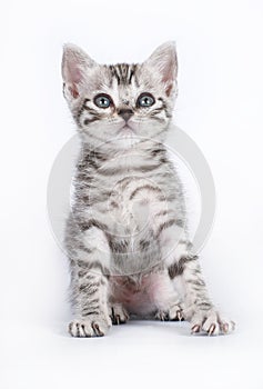 Scottish kitten on white background