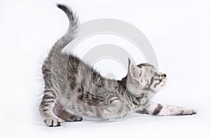 Scottish kitten on white background