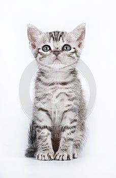 Scottish kitten on white background