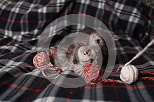 Scottish kittens playing with wool balls.