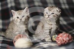 Scottish kittens:  straight and fold  standing together