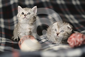 Scottish kittens:  straight and fold  standing together