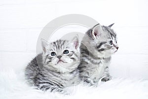 Scottish kittens Whiskas striped color portrait