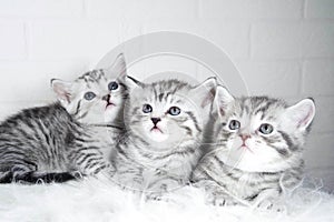 Scottish kittens Whiskas striped color portrait photo