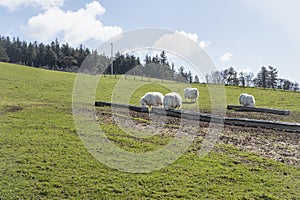 Scottish landscape with lush pastures and fluffy sheep grazing peacefully, enjoying a sunny day in Isle of Raasay