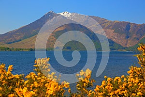 Scottish loch and mountains with snow and yellow flowers Loch Leven Lochaber Geopark