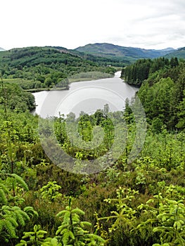 Scottish Loch in summer surrounded by green woods