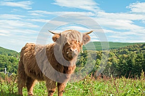 A Scottish long haired Highland cow