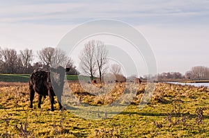 Scottish Lowland cows in a Dutch nature reserve