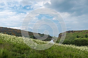 Scottish mountains with white flowers photo