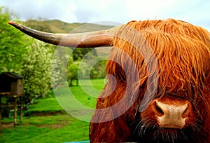 Scottish ox