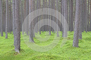 Scottish Pine forest with green underground