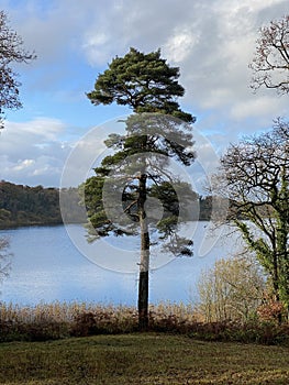 Scottish pine, Scots pine