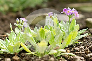 Scottish primrose or Primula Scotica plant in Saint Gallen in Switzerland