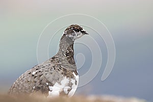 Ptarmigan in summer/winter coat against heather and mountain background