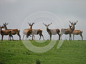 Scottish Red Deer