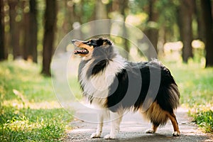 Scottish Rough Long-Haired Collie Lassie Adult Dog Sitting On Park