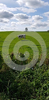 Scottish scenery and cow  in September out cycling near Lockerbie