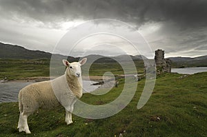 Scottish sheep