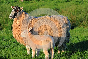 Scottish Sheep, Ewe and Lamb, in Golden Evening Light, River Annan, Annandale Way, Dumfries and Galloway, Scotland, Great Britain