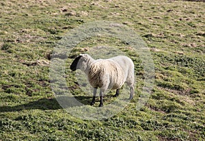 Scottish sheep at grass field paddock during the winter