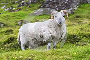 Scottish sheep grazing, Highlands, Scotland