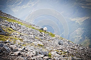 Scottish sheep grazing on top of a rocky mountain