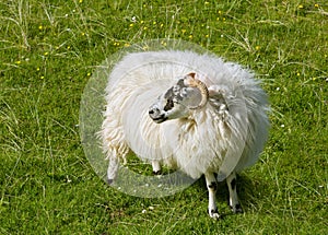 Scottish sheep in meadow