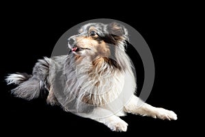 Scottish shepherd on a black background