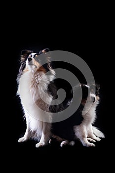 Scottish shepherd with her son at a Studio photo shoot