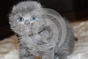 Scottish short-haired lop-eared blue kitten