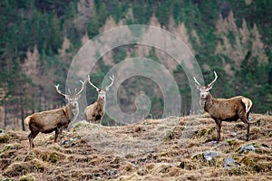 Scottish stag - Glen Etive