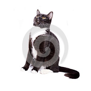 Scottish straight cat black bicolor color sitting on a white background, isolated image photo