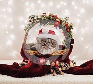 Scottish straight cat lying in basket with scarf and Christmas decorations. New Year greeting card. Symbol of the year