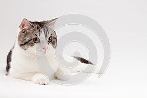 Scottish Straight cat lying on white background
