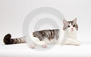 Scottish Straight cat lying on white background