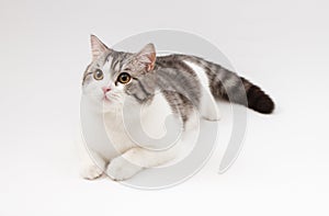 Scottish Straight cat lying on white background