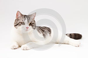 Scottish Straight cat lying on white background