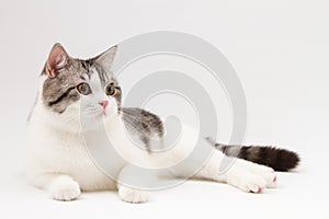 Scottish Straight cat lying on white background