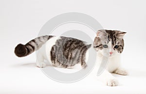 Scottish Straight cat playing on white background