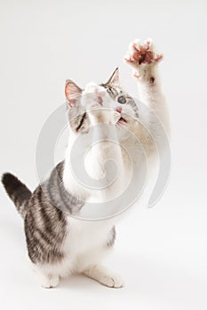 Scottish Straight cat playing on white background