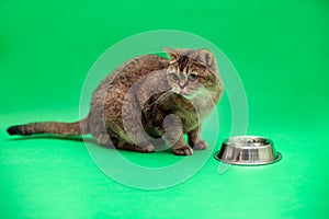 Scottish Straight cat portette with tongue sticking out on a green background of chrome kay near a cup of food
