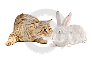 Scottish Straight cat sniffing gray rabbit