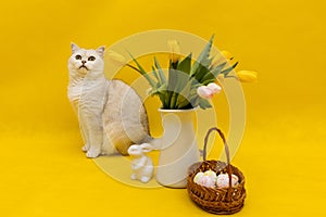 Scottish Straight cat on a yellow background next to a bouquet of tulips and a basket of Easter eggs, Easter card