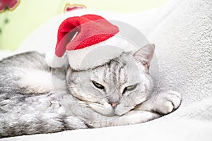 Scottish straight Christmas cat in a red santa hat sleeps on a white blanket. Pets, Christmas stories with pets.