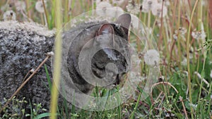 Scottish straight-eared cat in down from dandelion flowers, eating green grass in a meadow