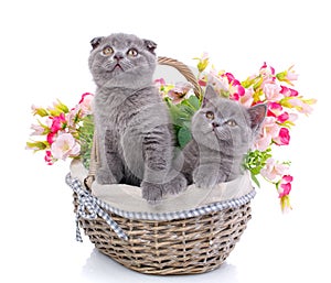 Scottish straight and scottish fold kittens. Cats with decorations