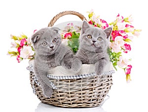 Scottish straight and scottish fold kittens. Kittens concept pos